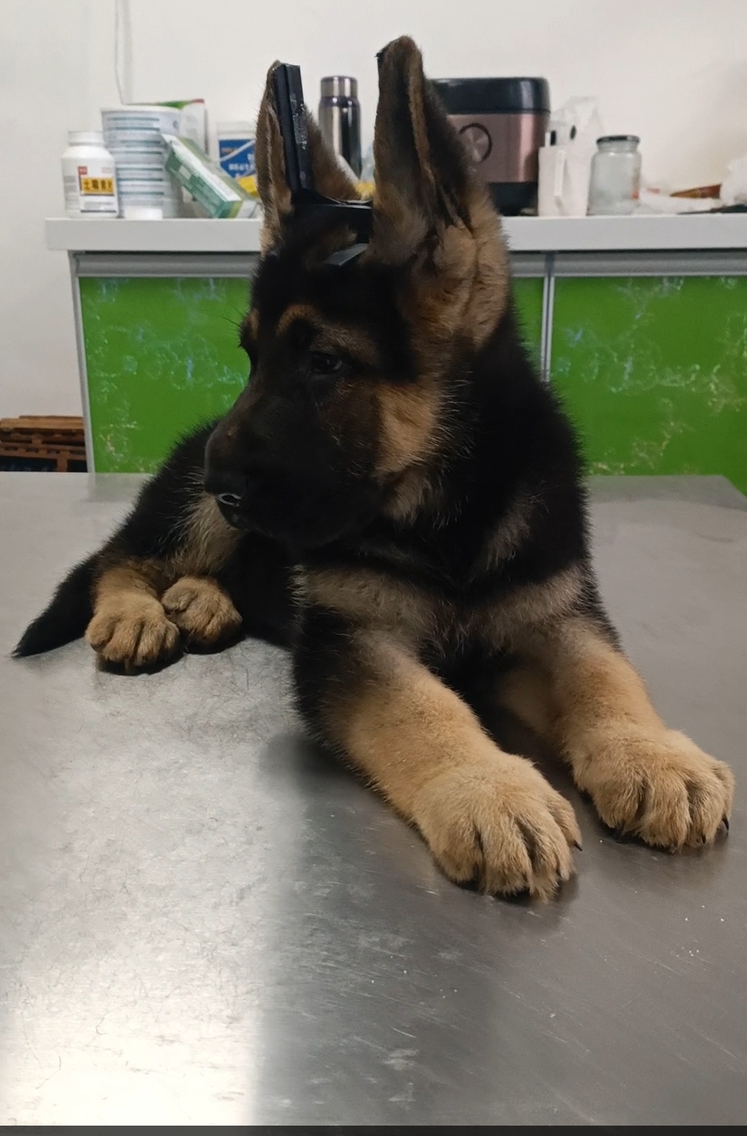 德国牧羊犬